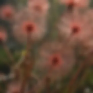 Glandular Hairs of Drosera Close-up view of Drosera leaves showcasing their glandular hairs