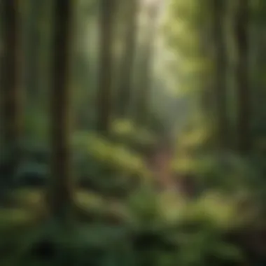 Diversity of Fronds in a Forest Ecosystem A vibrant display of diverse frond types in a lush forest setting.