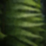 A detailed close-up of a fern frond showcasing its intricate leaf structure.