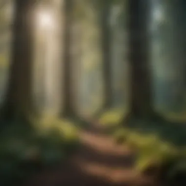 A dense forest showcasing diverse tree species