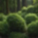 Close-up of Green Giant Arborvitae seeds on a natural background