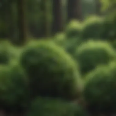 Detailed Look at Green Giant Arborvitae Seeds Close-up of Green Giant Arborvitae seeds on a natural background