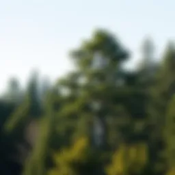 A robust cedar tree standing tall in a forest
