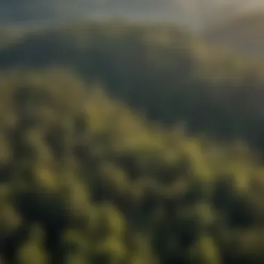 Aerial Perspective of Diverse Forestry An aerial view of a diverse forest landscape