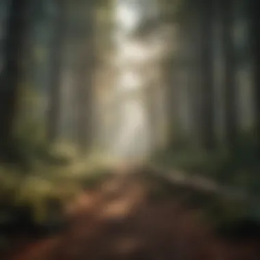The Beauty of Forest Recreation A tranquil forest scene illustrating the beauty of natural recreational spaces.