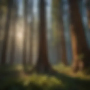 Sequoia Saplings and Their Role in Biodiversity Sequoia saplings promoting biodiversity in an ecosystem