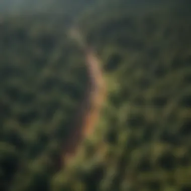 Aerial view of a forest landscape showcasing diverse tree species