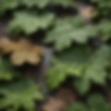 Close-up of leaves showing the effects of precipitation.