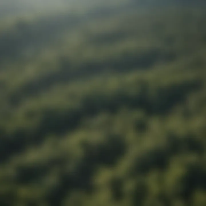 An aerial view of a woodland area with distinct weather patterns.