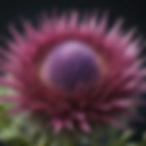 Close-up of a thistle flower showcasing intricate petal structure