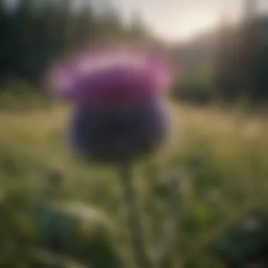 Thistle in Its Ecological Context Thistle plant demonstrating its ecological environment and interactions