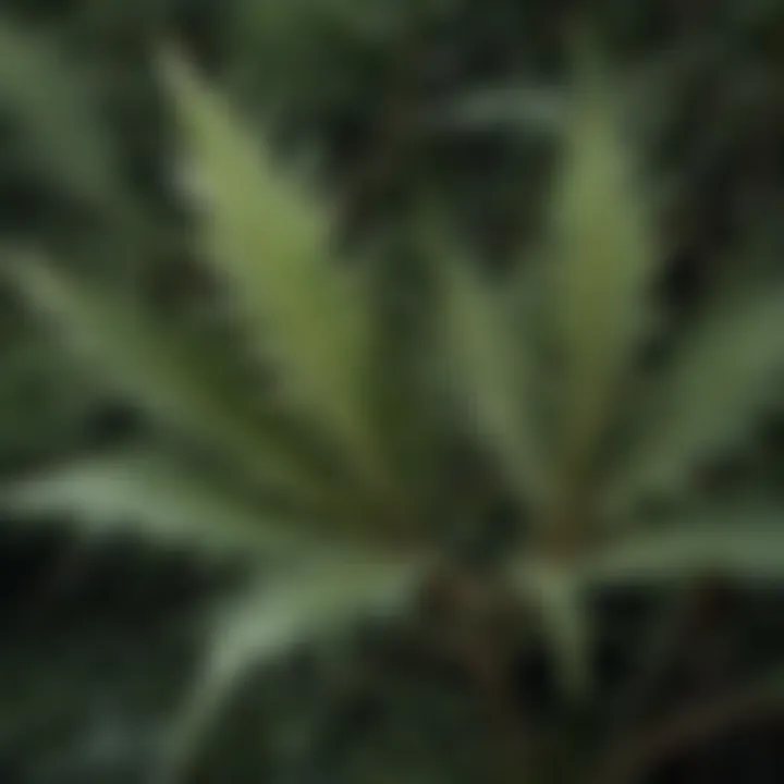 Detailed view of thistle leaves displaying unique serrated edges