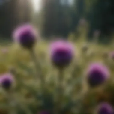 Diverse Thistle Species in Their Habitat Variety of thistle species in a natural habitat setting
