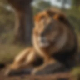 Majestic lion resting in the savannah