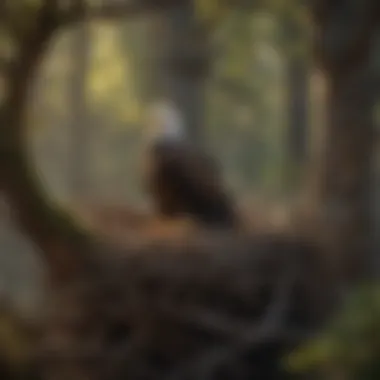Bald Eagle in Nest A majestic bald eagle perched on a nest during the incubation period