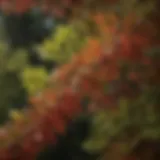 Close-up of Japanese Barberry leaves showcasing their unique texture