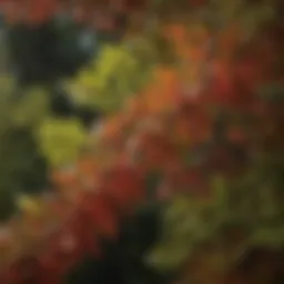 Close-up of Japanese Barberry leaves showcasing their unique texture