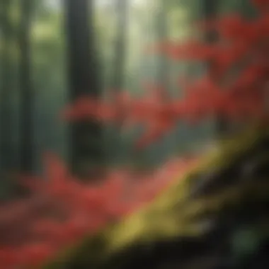 Japanese Barberry's Impact on Forest Ecosystems Invasive nature of the Japanese Barberry bush in a forest ecosystem