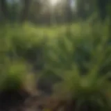 A close-up view of torpedo grass showcasing its robust structure and invasive characteristics