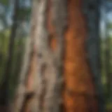 A close-up view of tree paint applied to a trunk