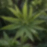 Close-up of thorny weed leaf showcasing its unique structure