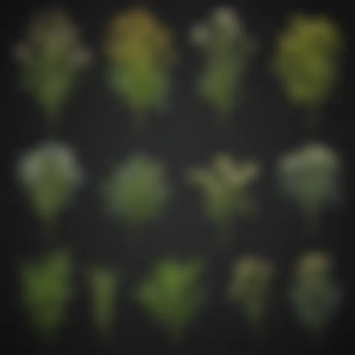 Infographic illustrating various types of thorny weeds found in forests