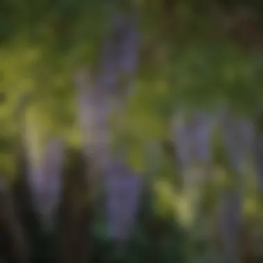 Close-up of wisteria leaves displaying climatic adaptability