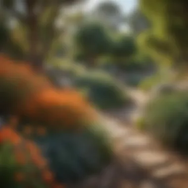 Drought-Resistant Garden Design A vibrant drought-resistant garden showcasing native plants and sustainable design.