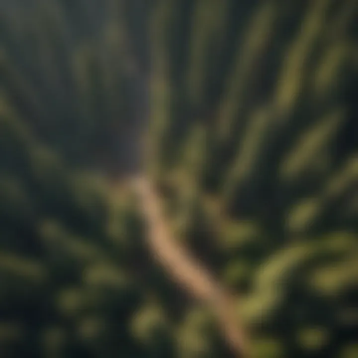 Aerial view of a grove of ancient redwoods