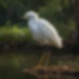 A snowy egret standing gracefully in shallow waters