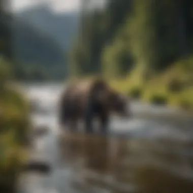 Wildlife photography capturing a bear along the river banks