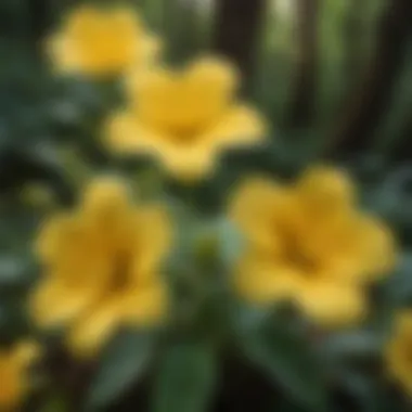 Close-up view of a vibrant yellow four-petaled flower showcasing its intricate structure.