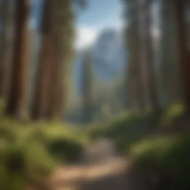 A tranquil trail leading into the heart of Yosemite National Park