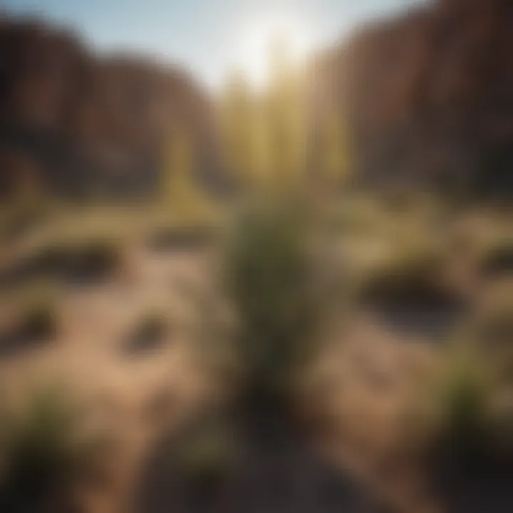 An arid landscape featuring yucca plants, illustrating their adaptability to challenging environments.