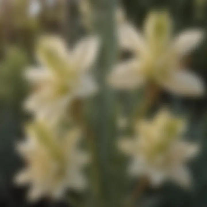 A close-up of yucca flowers blooming, highlighting their delicate structure and beauty.